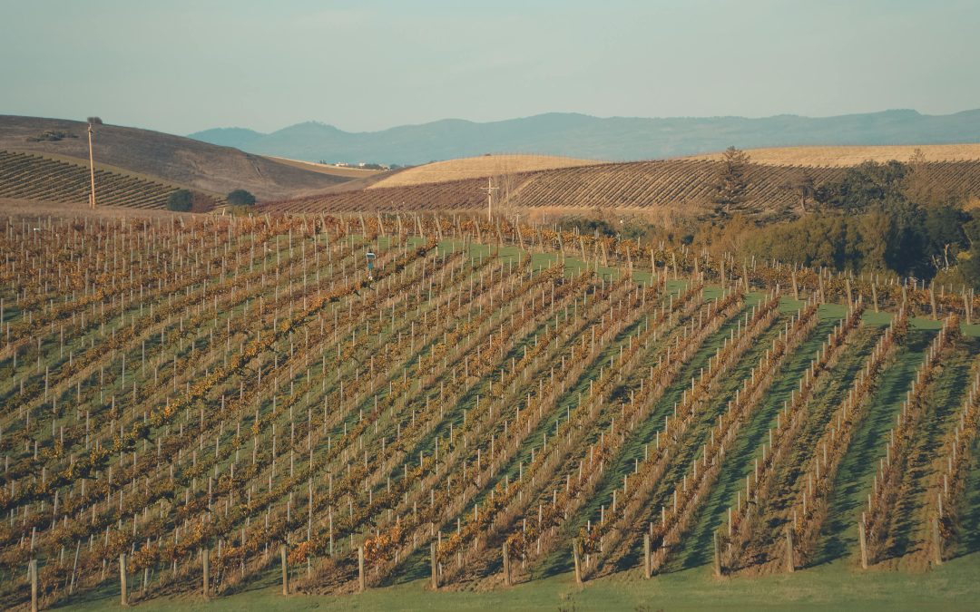 Guide du vin blanc : choisir, déguster et accorder