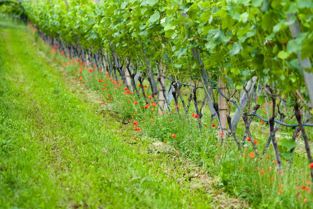 Guide du vin rosé