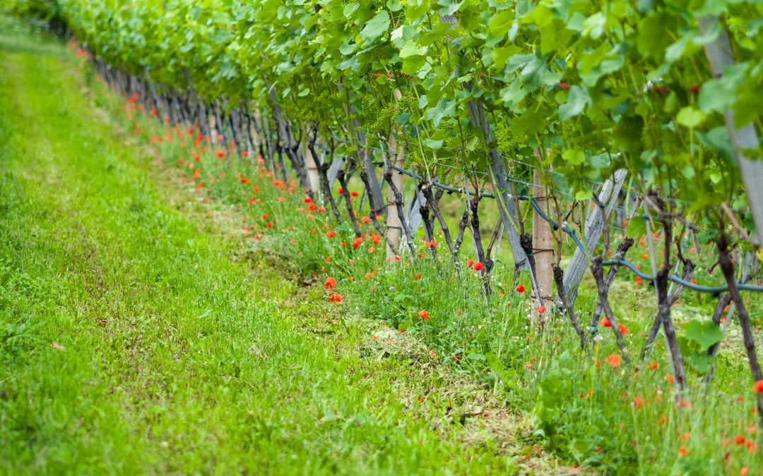 Guide du vin rosé : choisir, déguster et accorder
