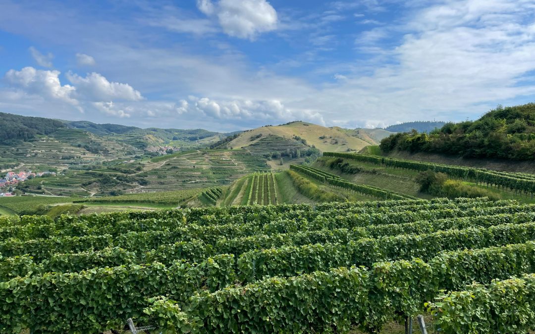 Vin du Sud-Ouest — Les vins d&rsquo;Occitanie par Vendéole