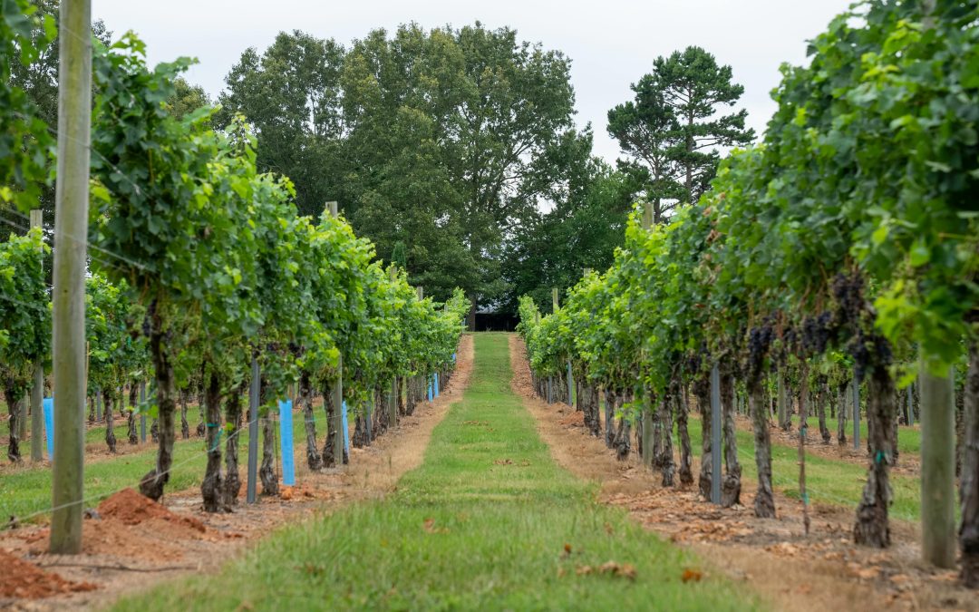 Vin naturel en Occitanie — Guide et conseils | Vendéole