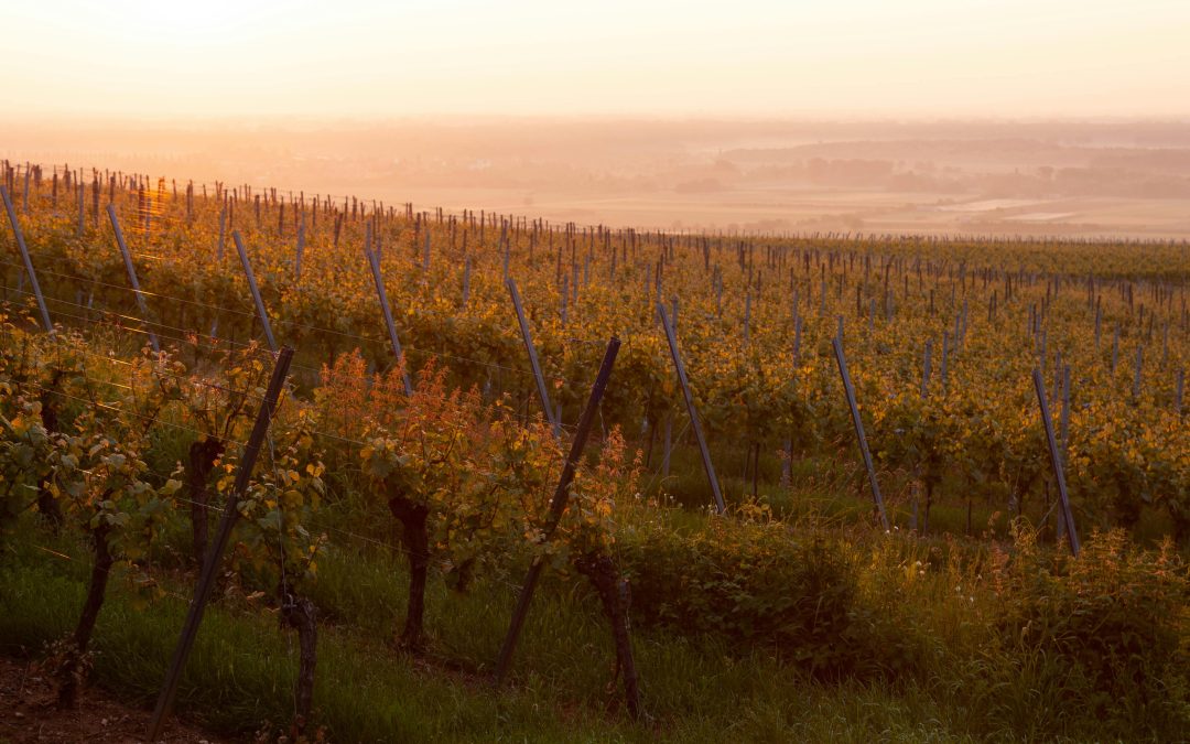 Vin rouge : guide complet pour bien choisir