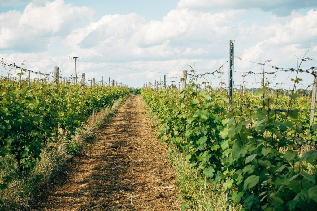 Vins de France Vins de France