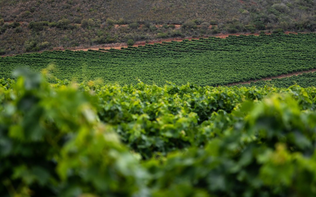 AOP Cabardès : vins, cépages et terroir aux portes de Carcassonne