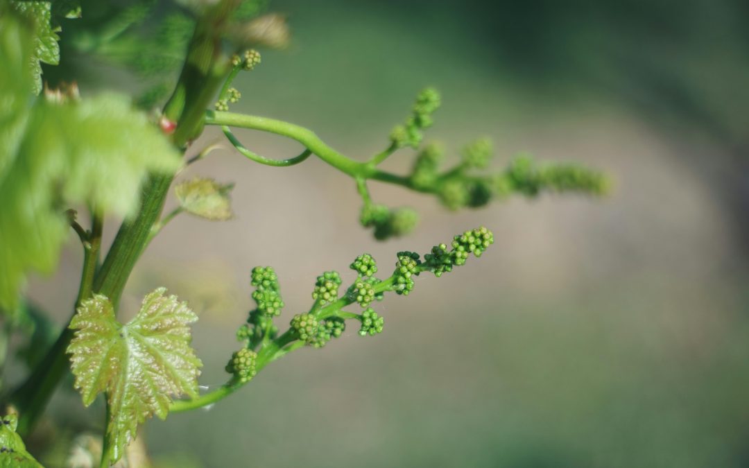 AOP Malepère : vins, cépages et terroir à l&rsquo;ouest de Carcassonne