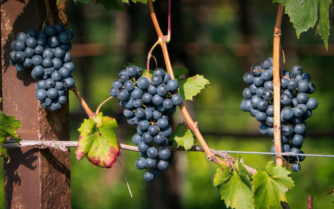 Commander du vin en gros — Guide pratique | Vendéole