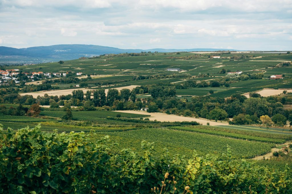 Les vins de l’Aude Les vins de l'Aude