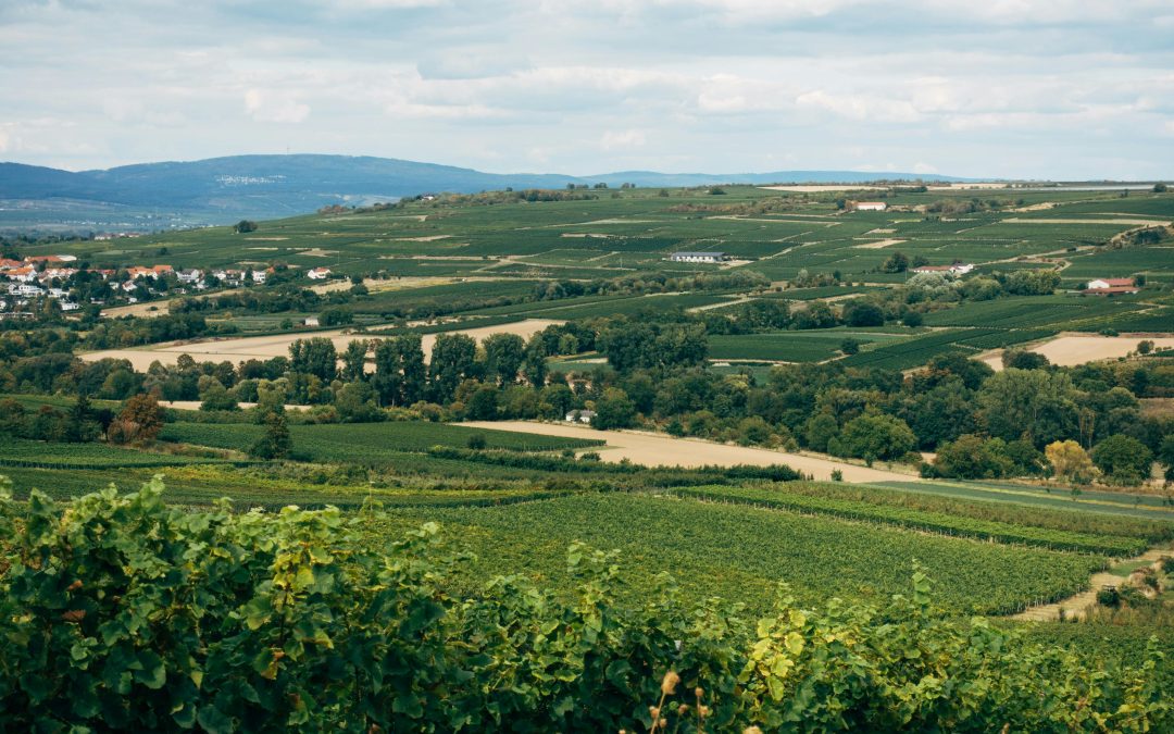 Les vins de l&rsquo;Aude : un département, une richesse viticole exceptionnelle