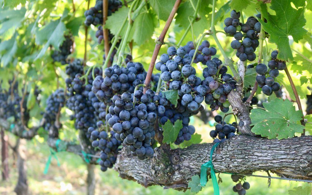 Vin association et amicale laïque — Commander chez Vendéole