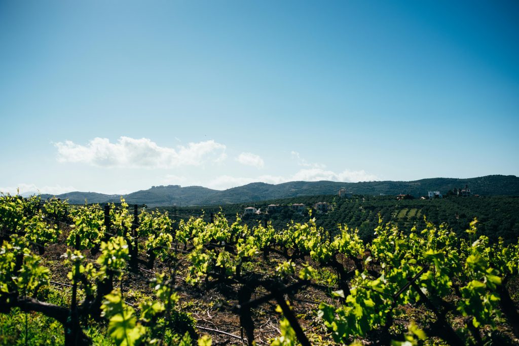 Vin bio en ligne Vin bio en ligne