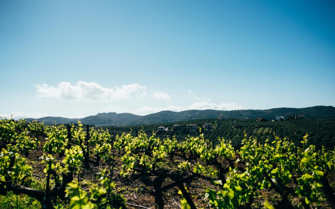 Vin bio en ligne : comment choisir et acheter un vin biologique ?