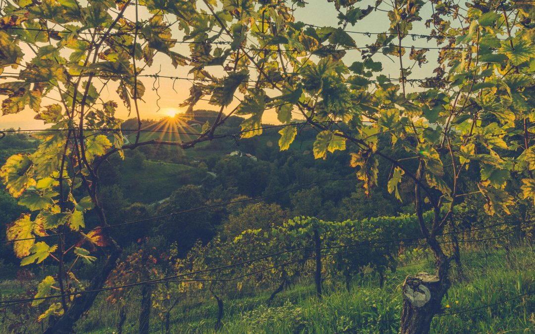 Vin pour anniversaire — Choisir ses vins de fête | Vendéole