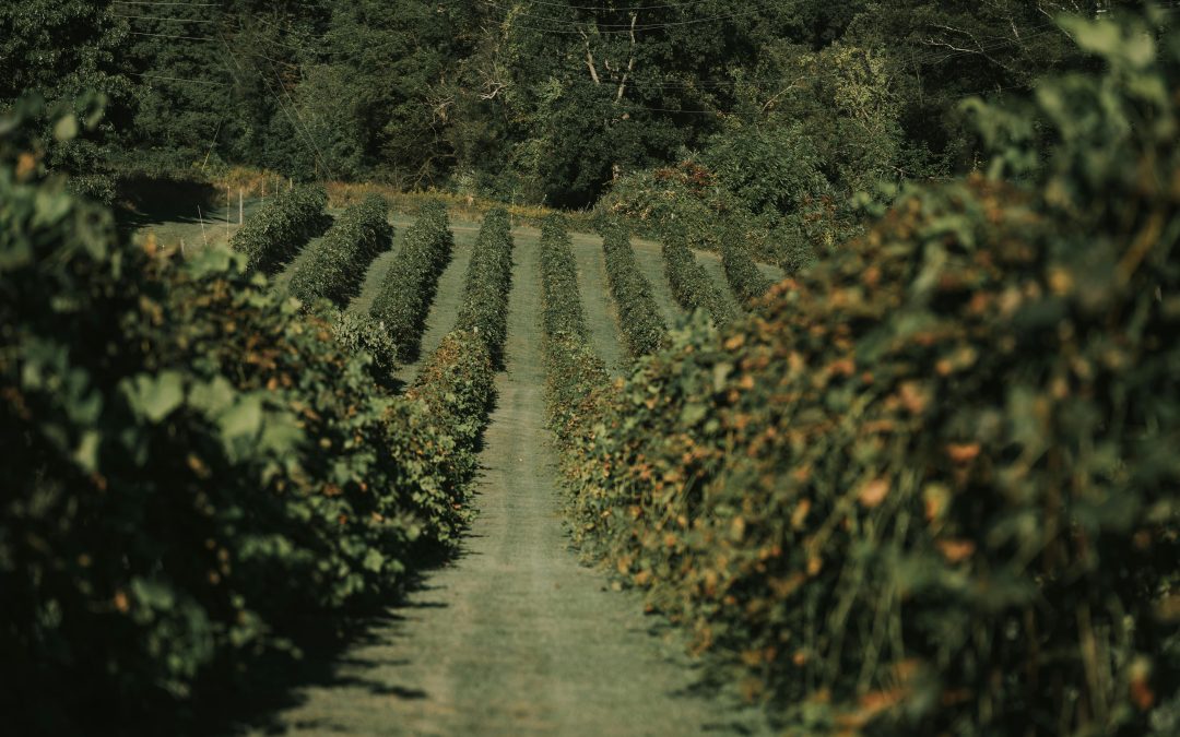 Vin pour baptême — Bien choisir ses vins | Vendéole