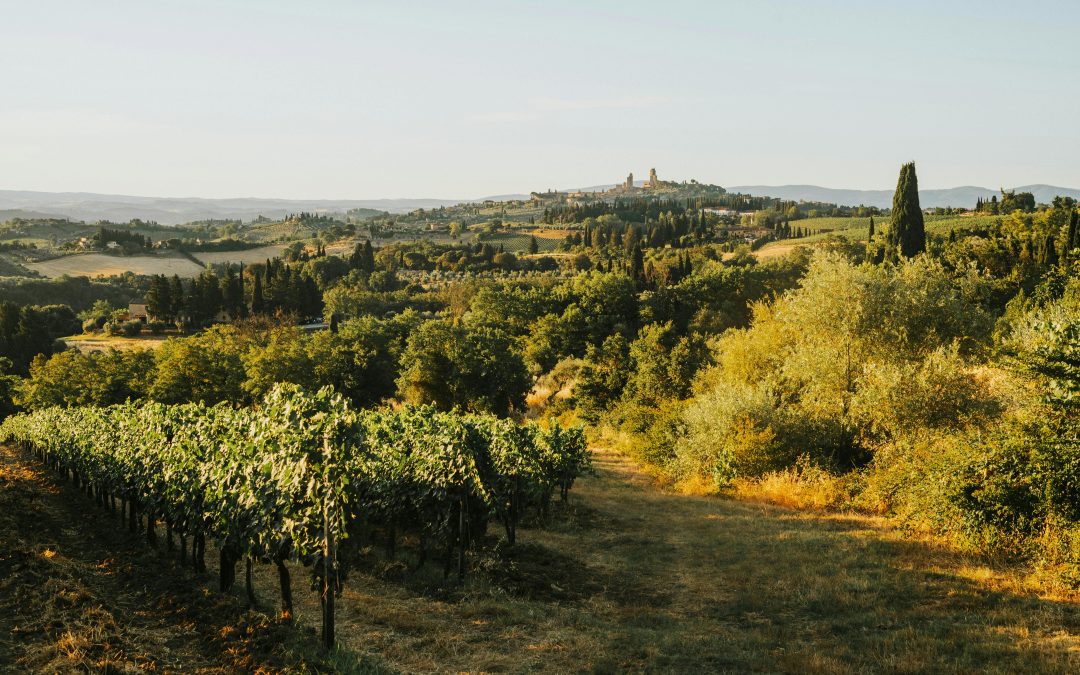 Vin pour soirée étudiants — Choisir et bien boire | Vendéole