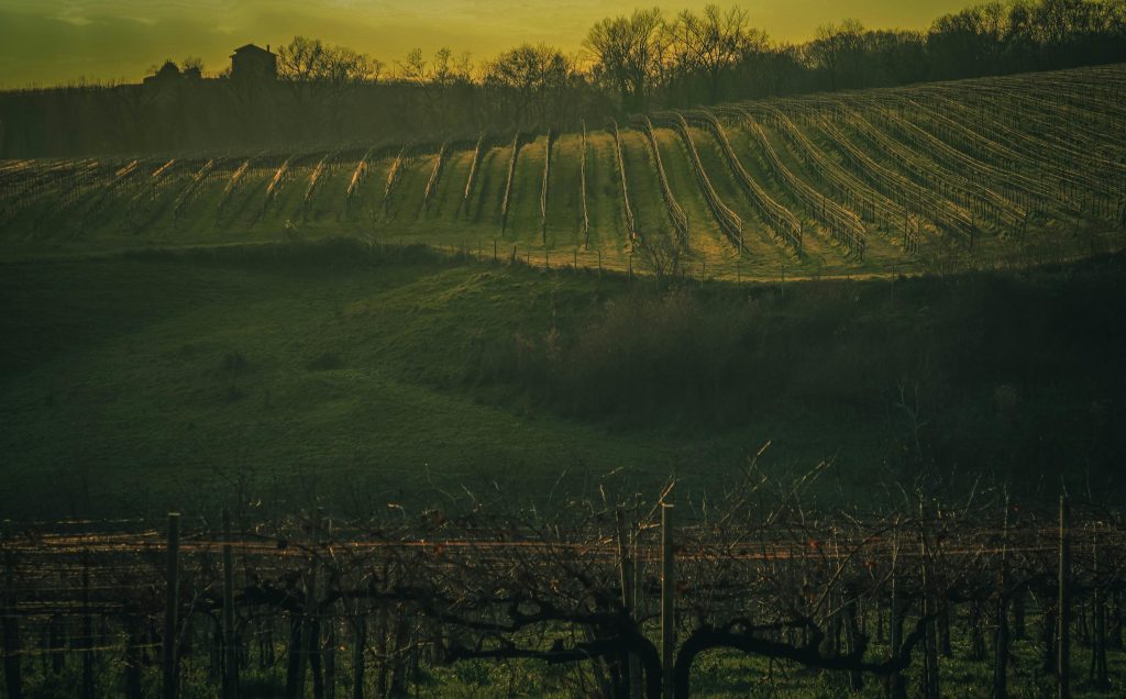 Vin sans sulfites
