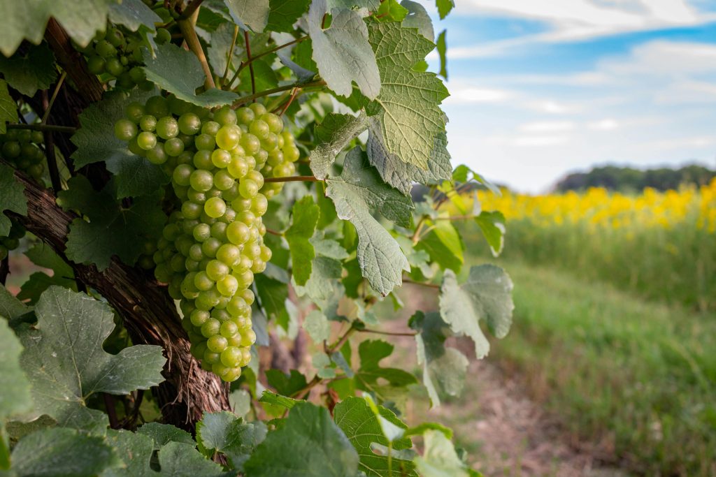 Vin soirée dansante