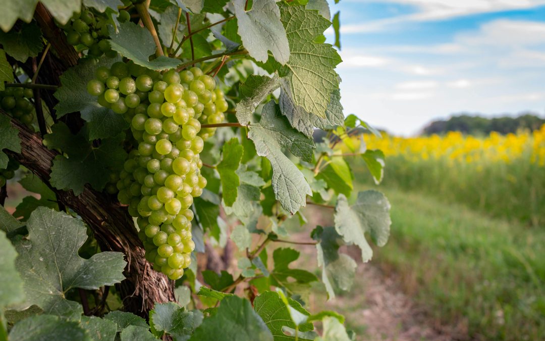 Vin soirée dansante — Bien choisir ses vins | Vendéole