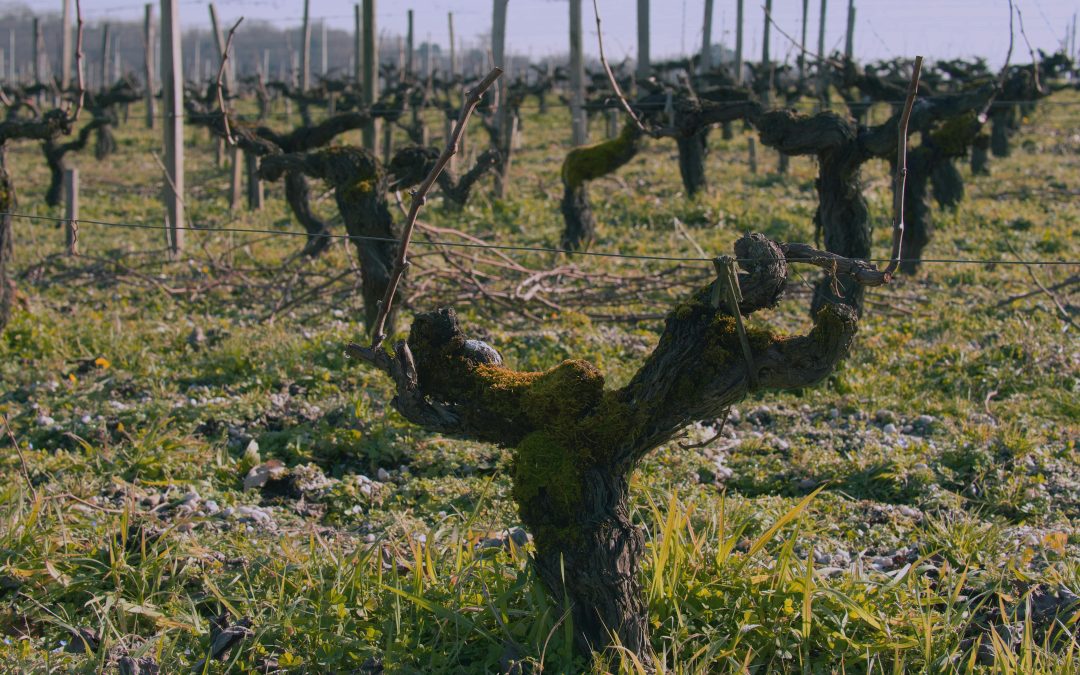 Vin soirée foot — Quel vin choisir entre amis | Vendéole