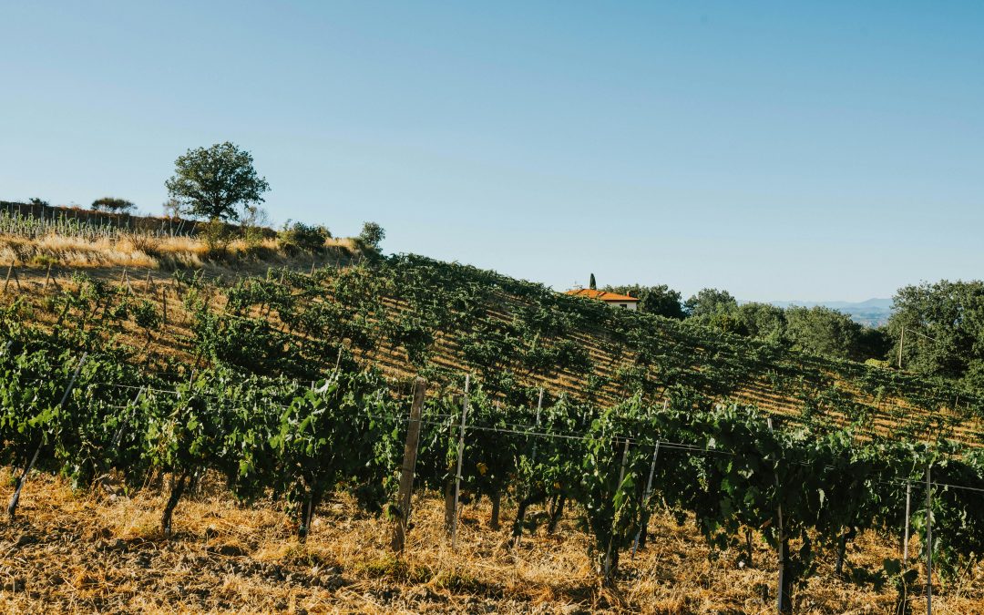 Accord mets et vins — Le guide Vendéole pour bien associer