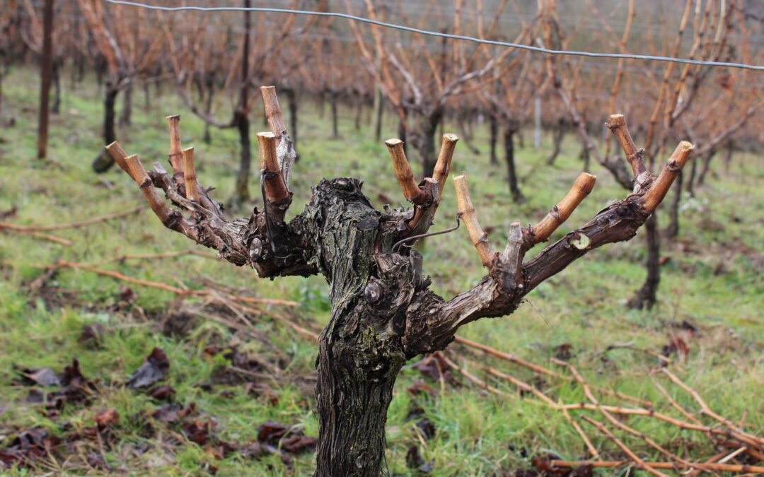 Taille de la vigne — Le guide des vignerons Vendéole