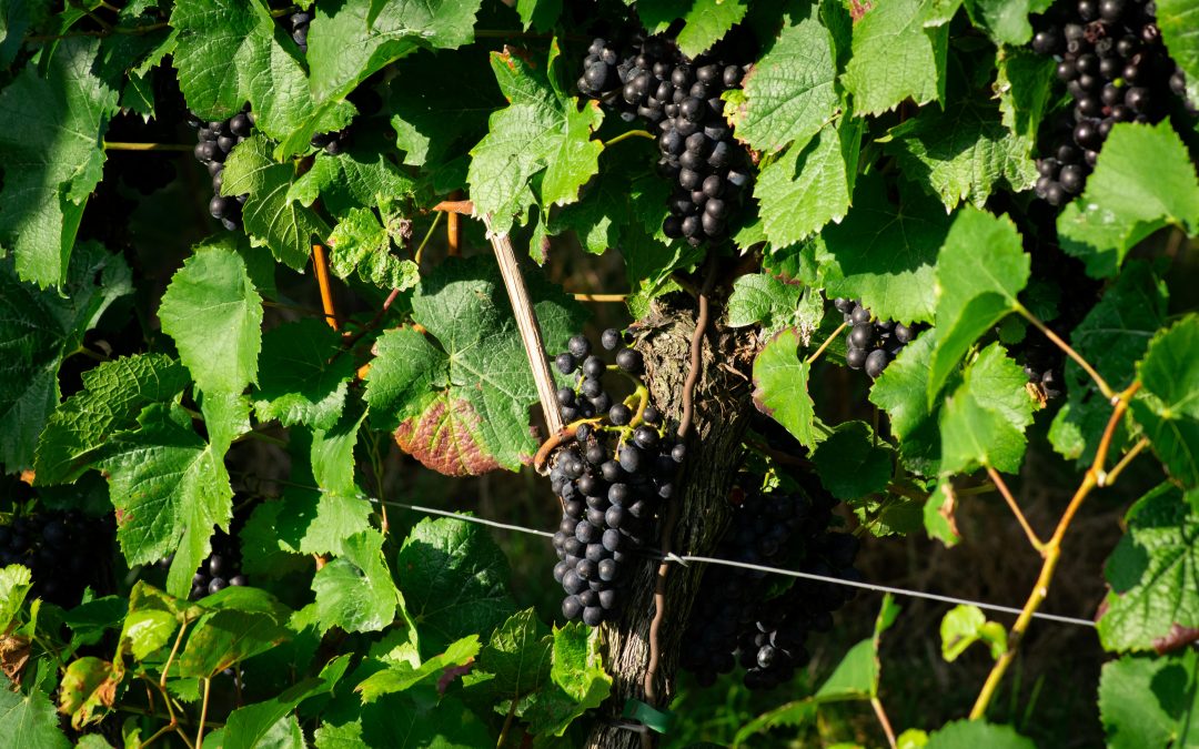 Viticulture durable — L&rsquo;engagement des vignerons Vendéole