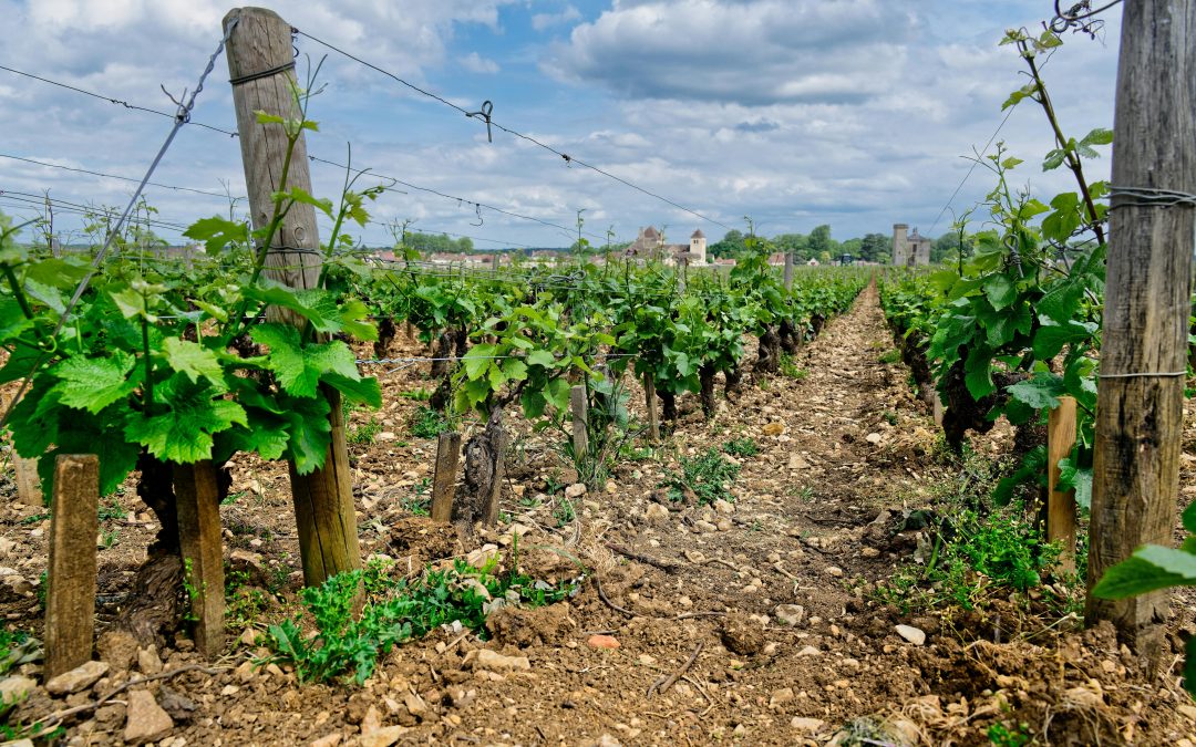 Rosé de Vendéole — La promesse de l&rsquo;été en bouteille