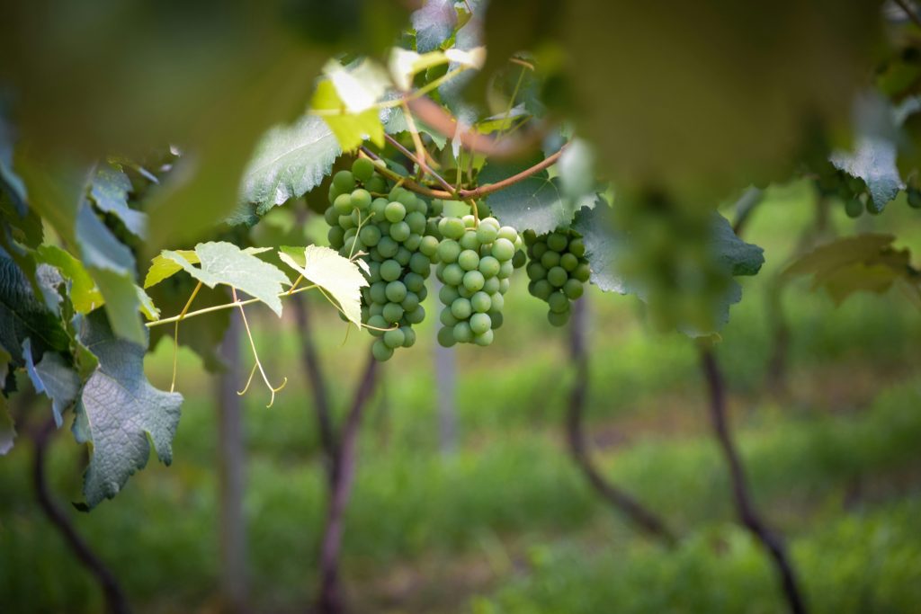 Carton de vin