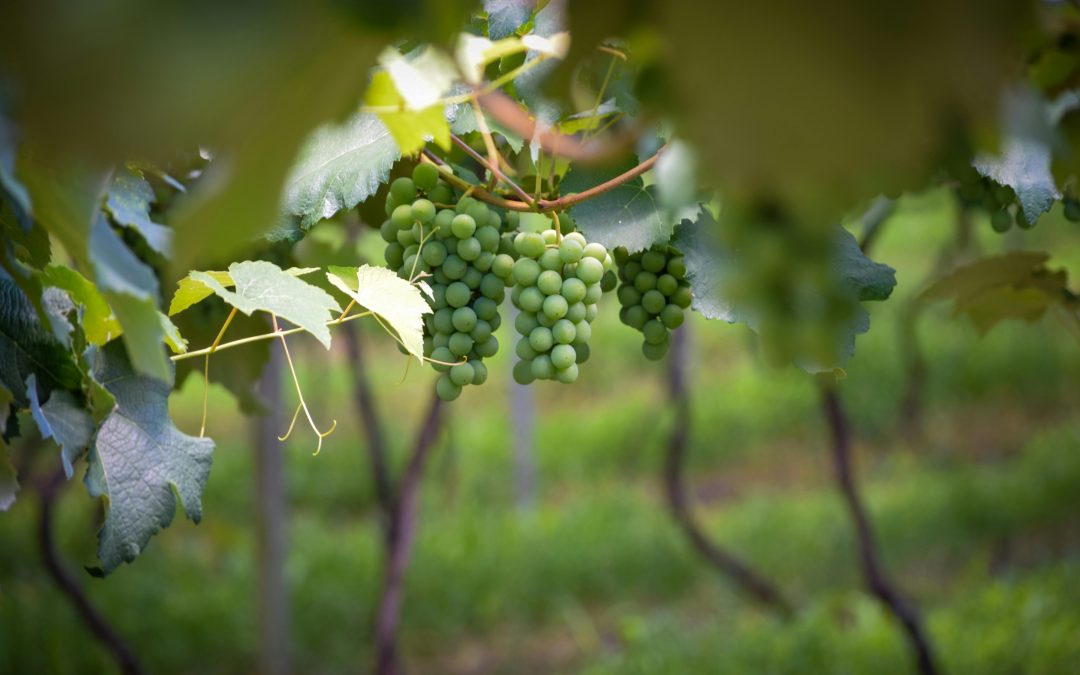 Carton de vin — Bien choisir et conserver | Vendéole