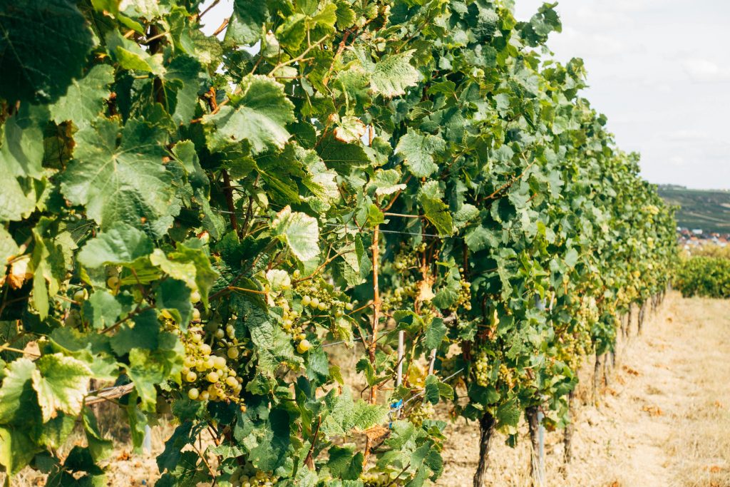 Cépage Chardonnay