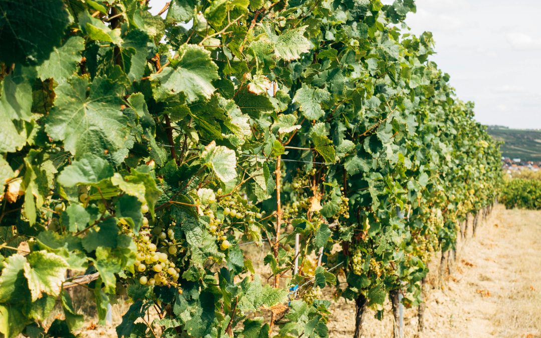 Cépage Chardonnay — Tout savoir avec Vendéole | Aude