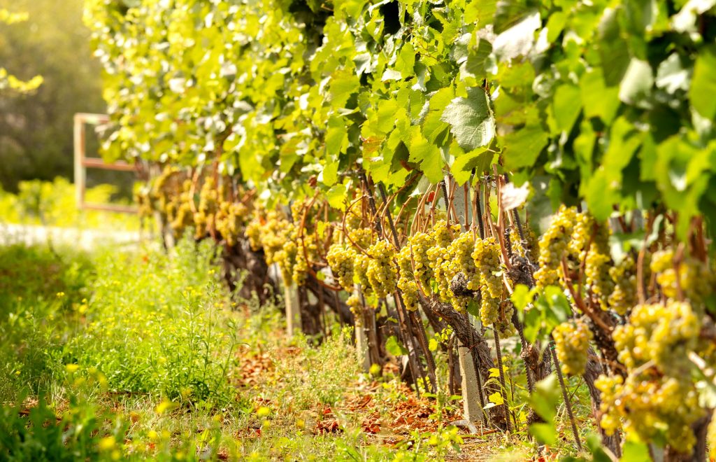 Cépage Gewurztraminer Cépage Gewurztraminer