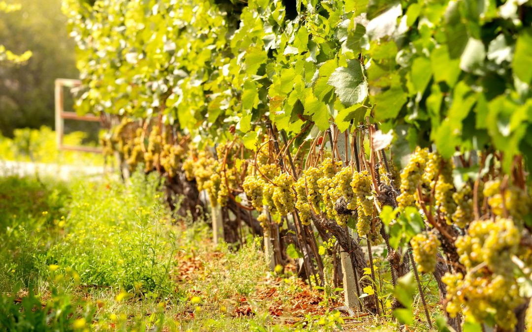 Cépage Gewurztraminer — Tout savoir avec Vendéole | Aude
