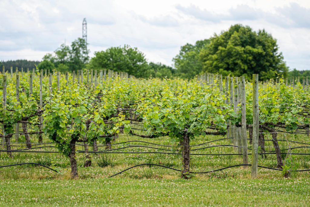 Cépage Grenache Cépage Grenache