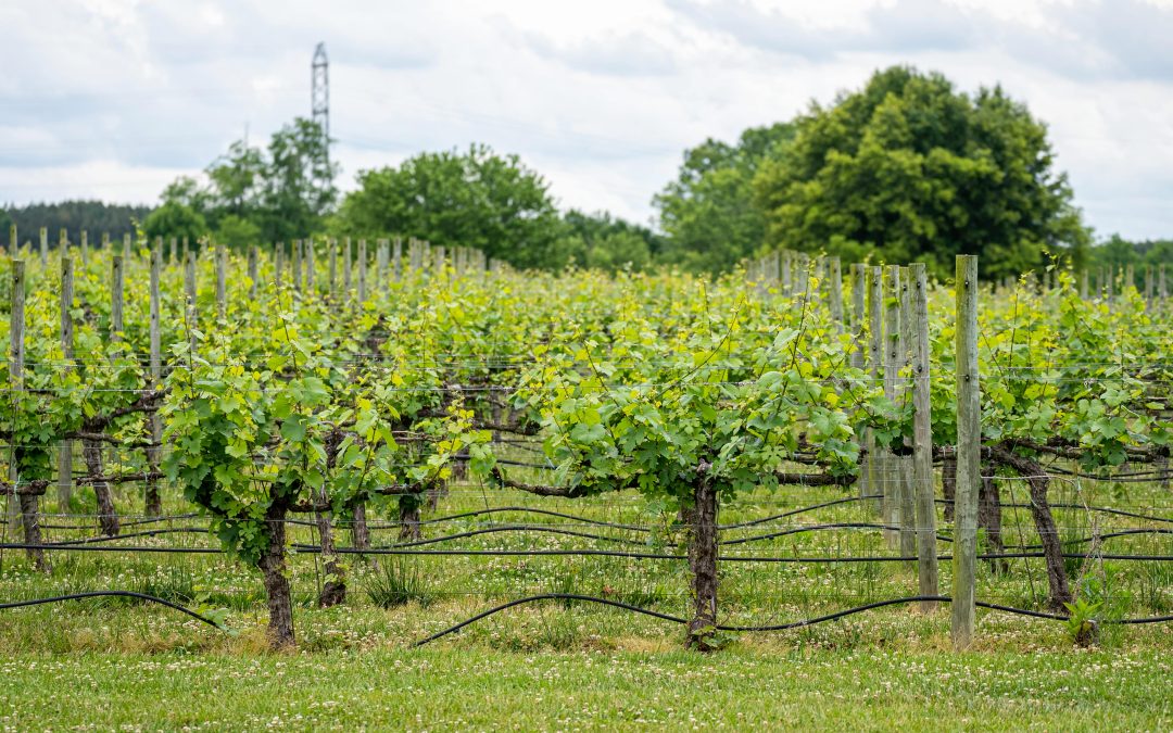 Cépage Grenache — Tout savoir avec Vendéole | Aude