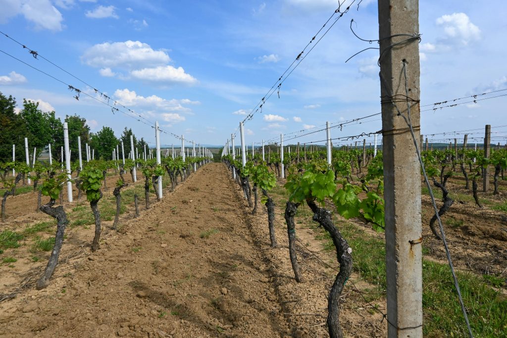 Cépage Merlot
