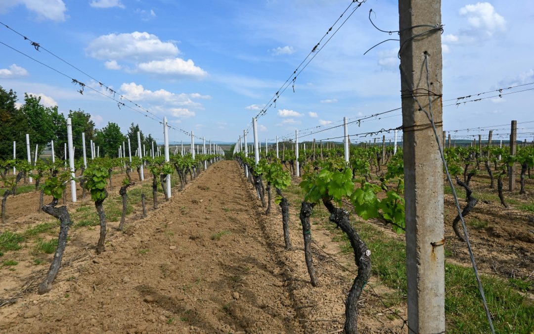 Cépage Merlot — Tout savoir avec Vendéole | Aude