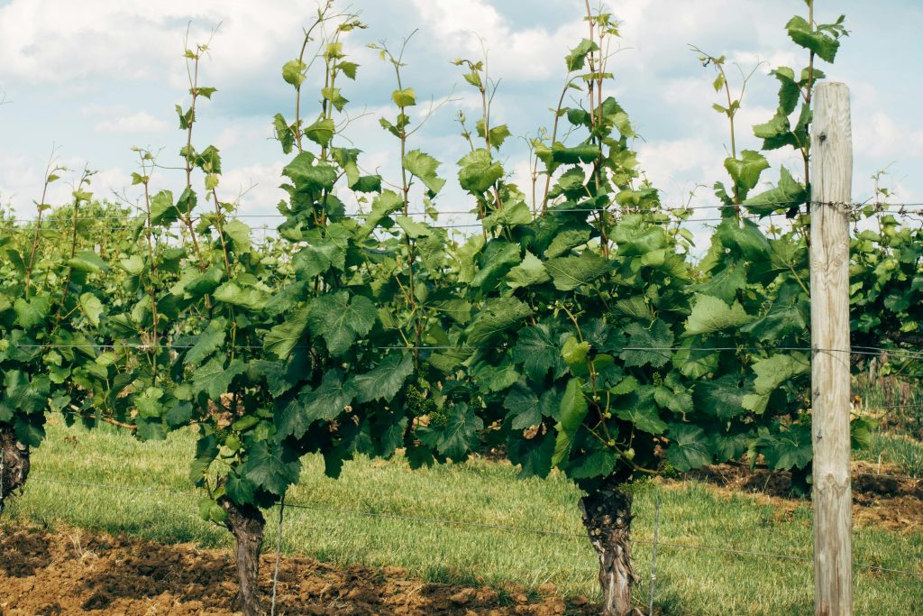 Cépage Pinot Gris