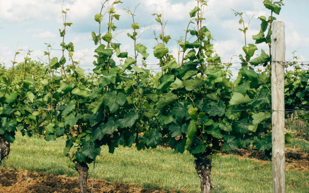 Cépage Pinot Gris — Tout savoir avec Vendéole | Aude