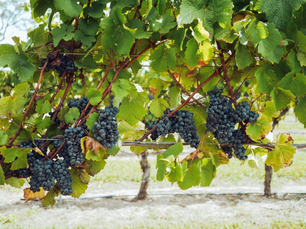 Cépage Pinot Noir Cépage Pinot Noir