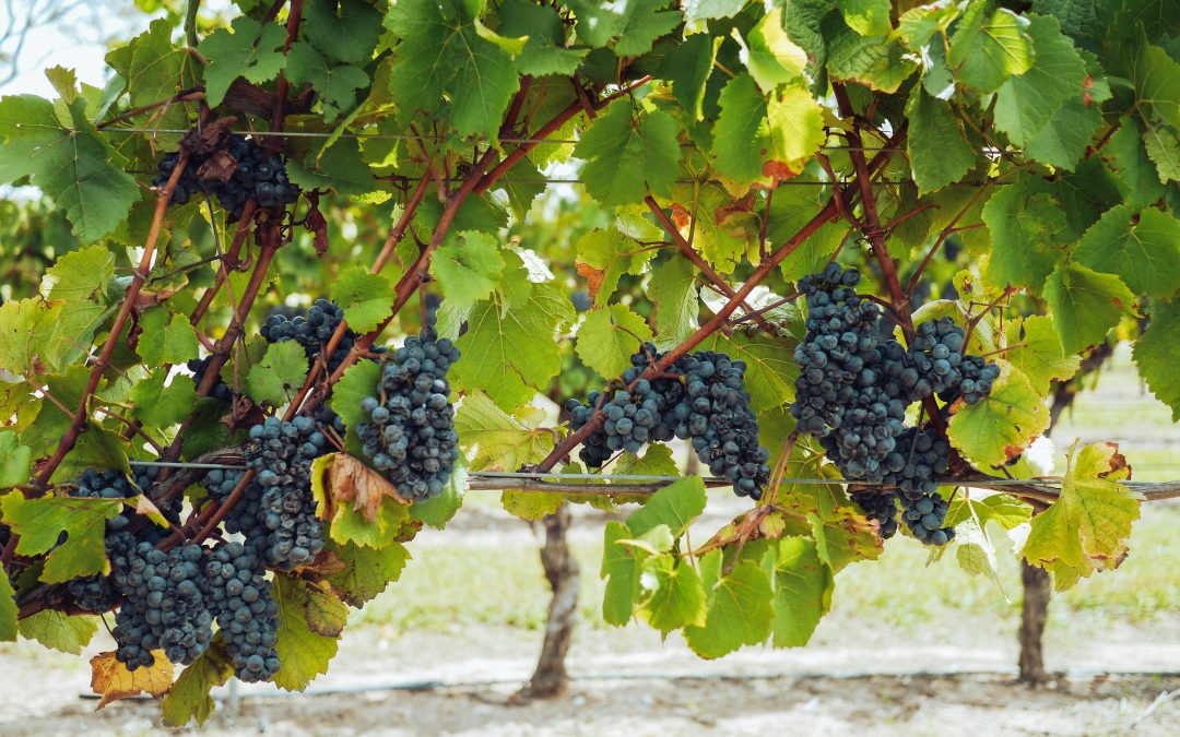 Cépage Pinot Noir — Tout savoir avec Vendéole | Aude