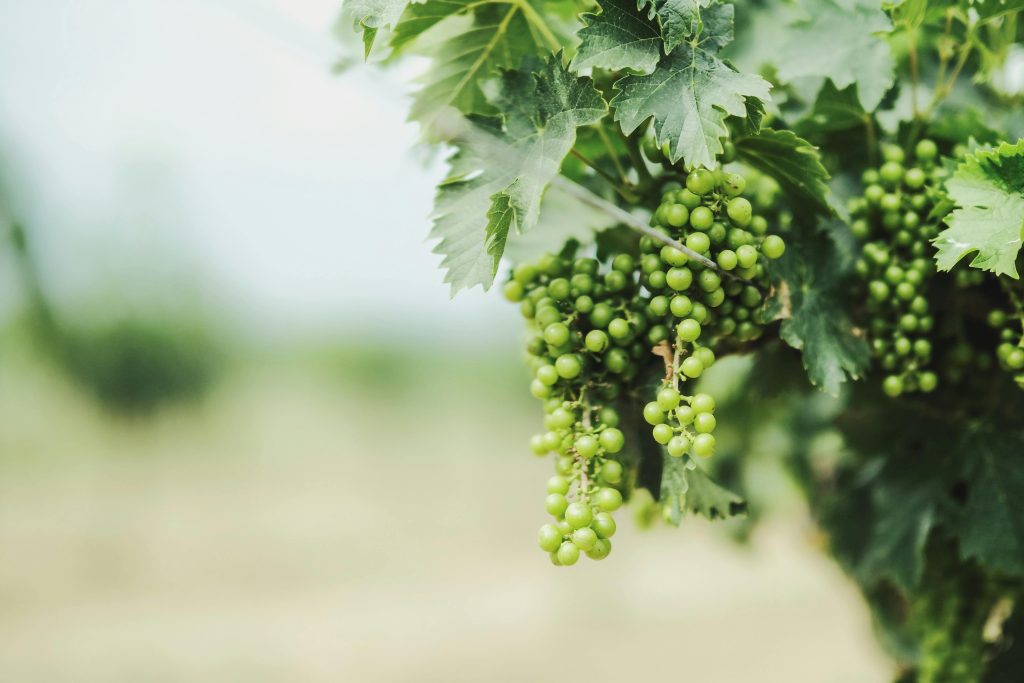 Dégustation de vin