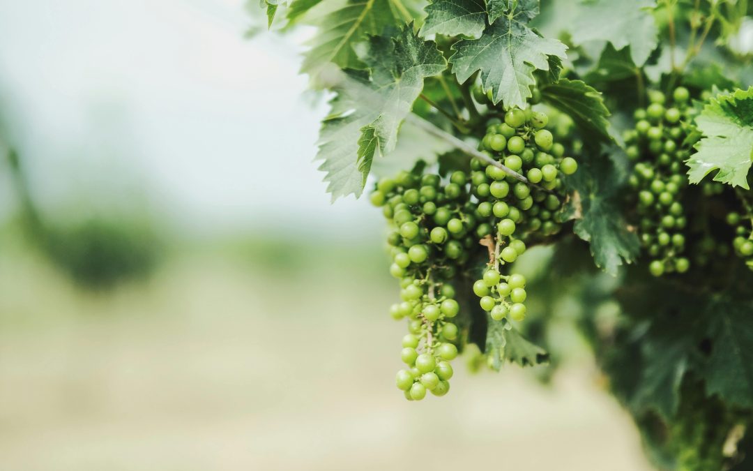 Dégustation de vin — Le guide Vendéole pour bien débuter