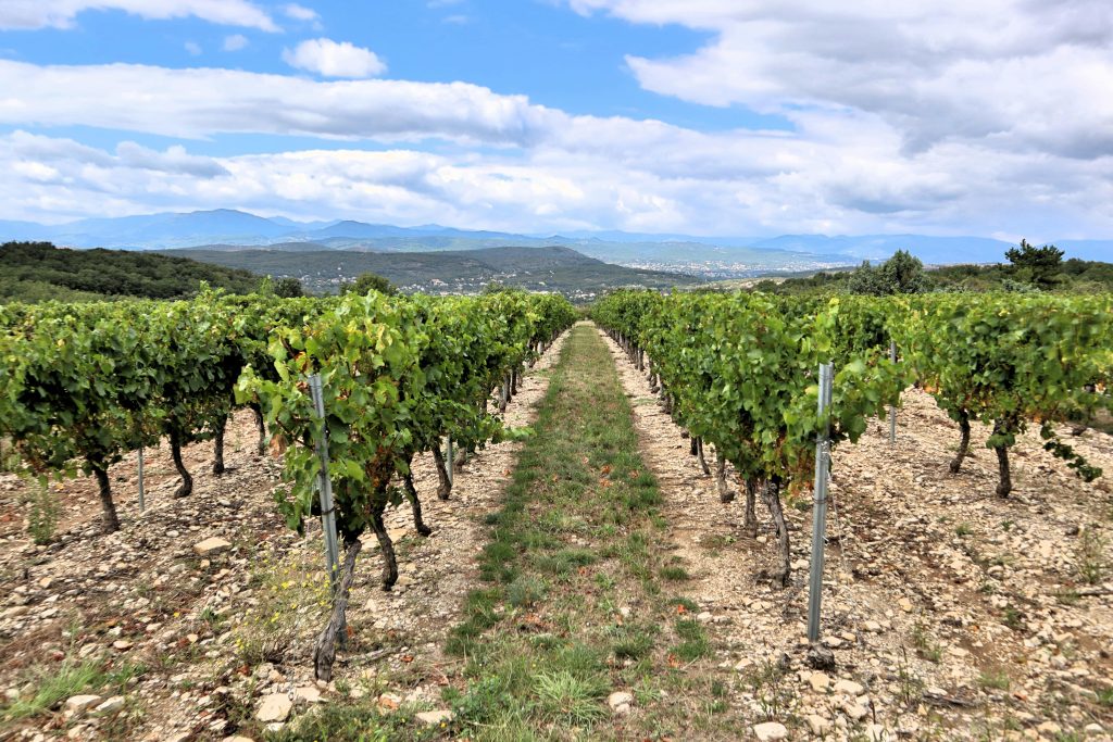 Élevage du vin Élevage du vin
