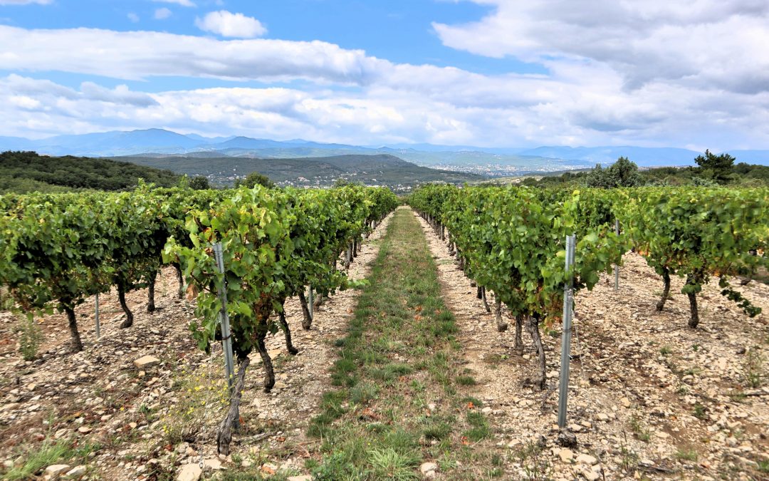 Élevage du vin — Comprendre cette étape | Vendéole