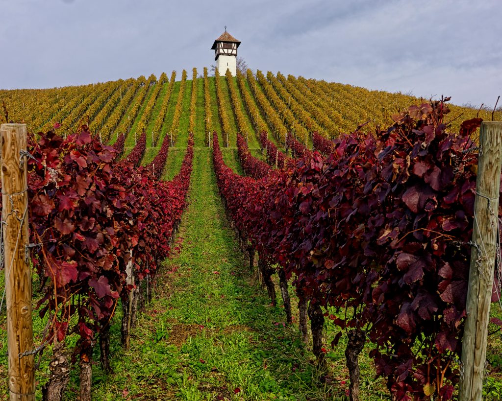 Foire aux vins Foire aux vins