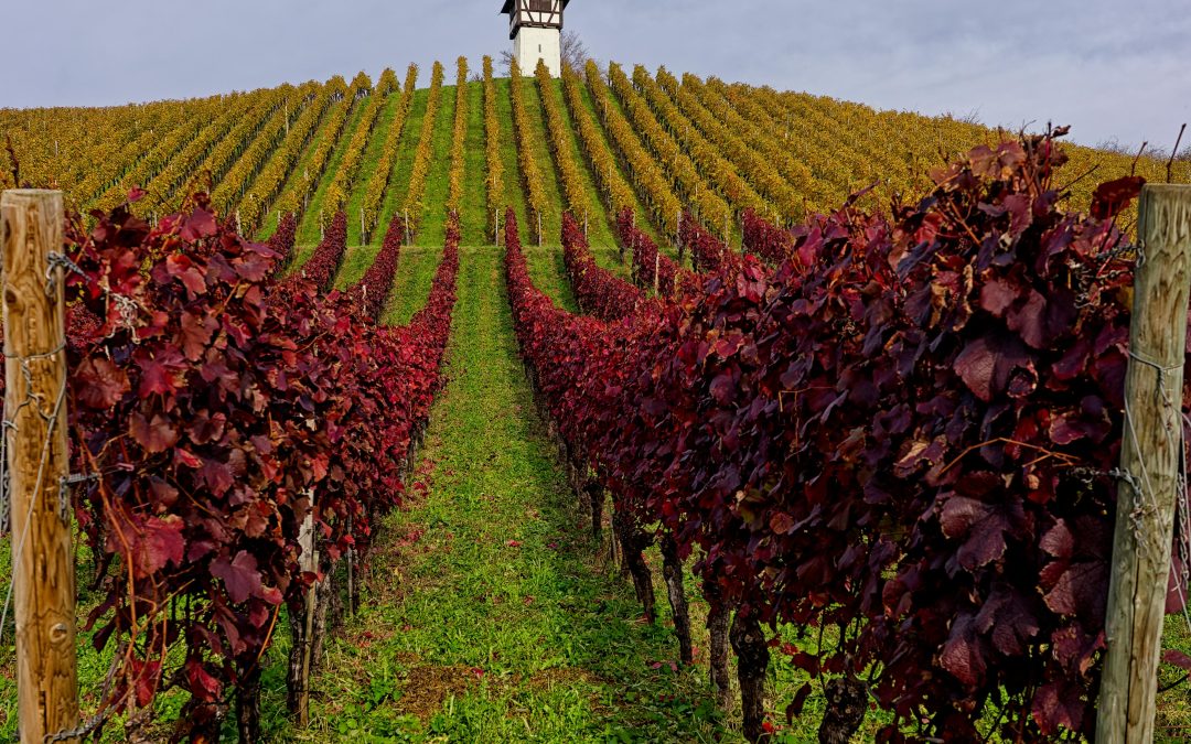 Foire aux vins : la sélection Vendéole en direct producteur