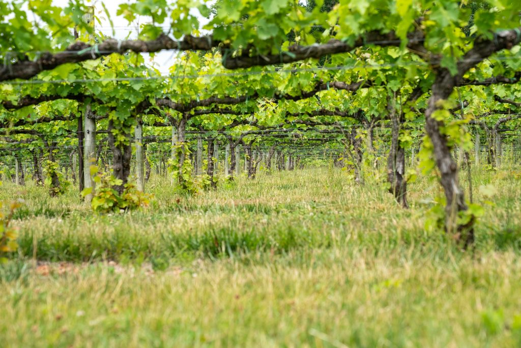 Ouvrir une bouteille de vin