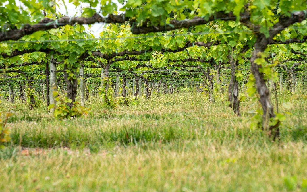Ouvrir une bouteille de vin — Le guide pratique Vendéole
