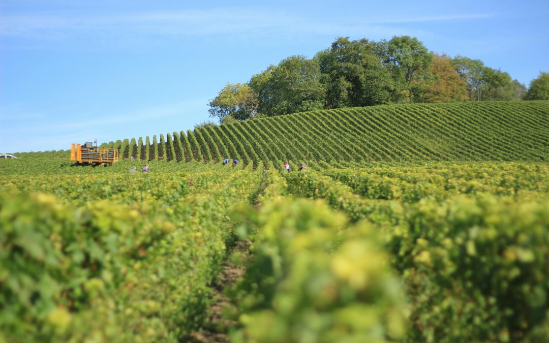 Vendanges — Comprendre cette étape clé | Vendéole