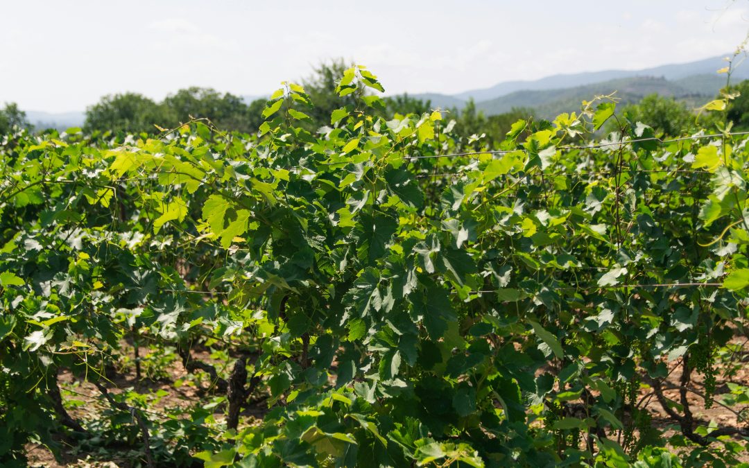 Vin cadeau — Bien choisir le vin à offrir | Vendéole